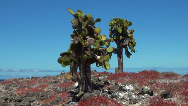 Cacti on a Rugged Landscape with Ocean View