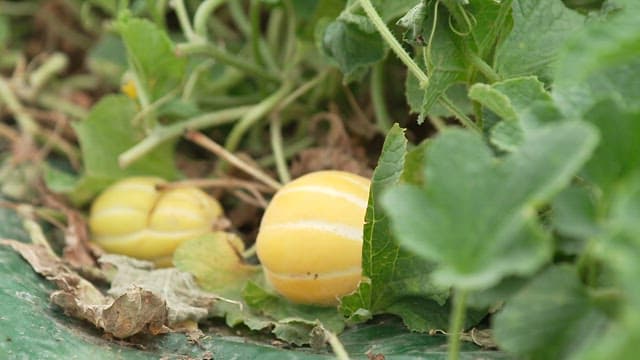 Korean Melons Growing among Green Leaves and Vines