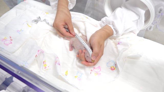 Veterinarian cares for a newborn panda cub