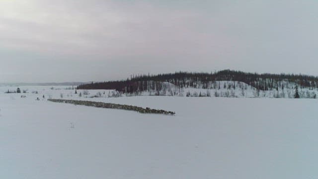 Reindeer migration across snowy landscape