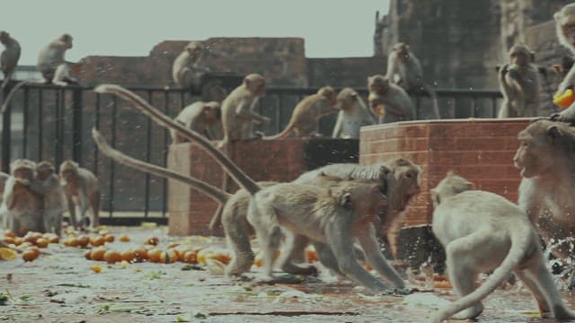 Monkeys Fighting Violently on the Ground