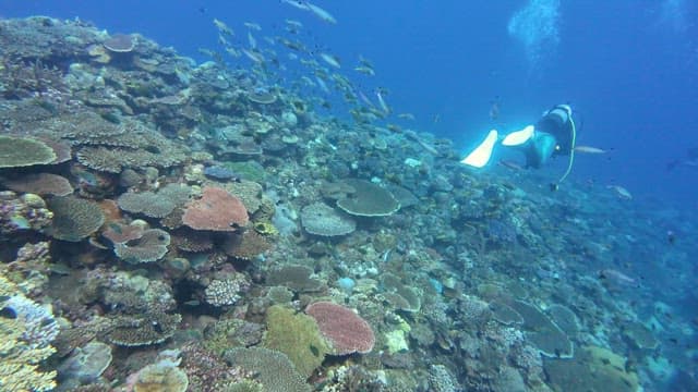 Diver exploring a vibrant coral reef