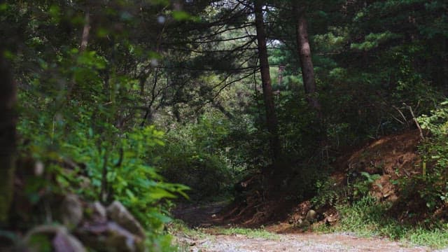 Quiet Path Through the Verdant Forest