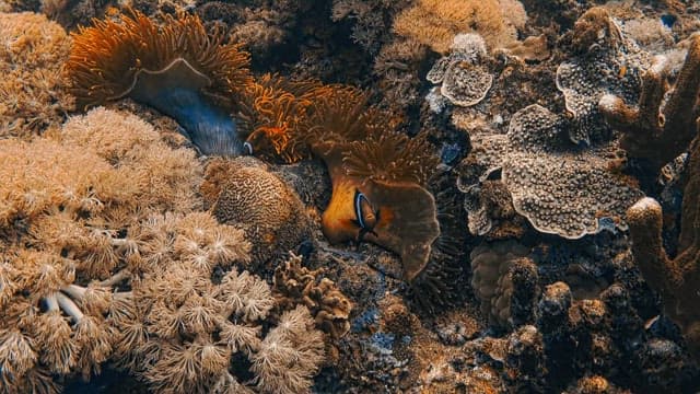 Clownfish Hunting Food in a Coral Forest