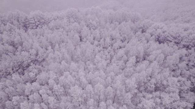 Superb View of a forest completely covered in snow