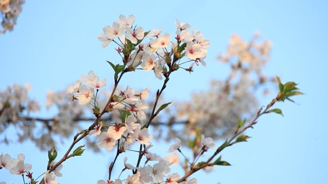 Cherry Blossoms in Full Bloom on a Sunny Day