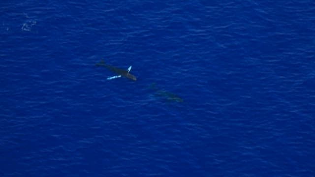 Whales Swimming in the Vast Blue Ocean