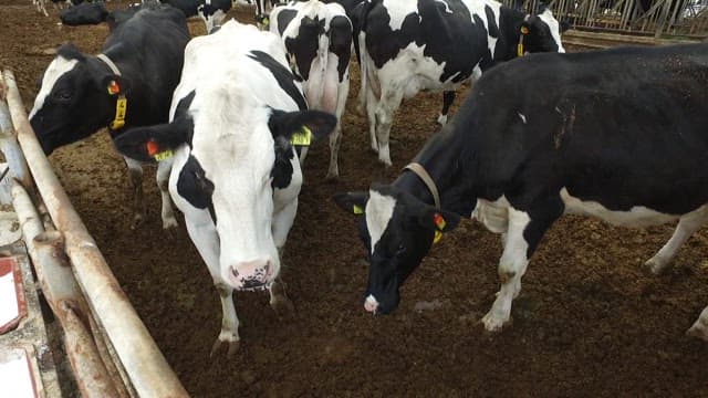 Cows in a barn with identification tags