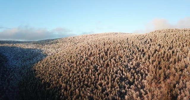 Forest landscape with sunlight