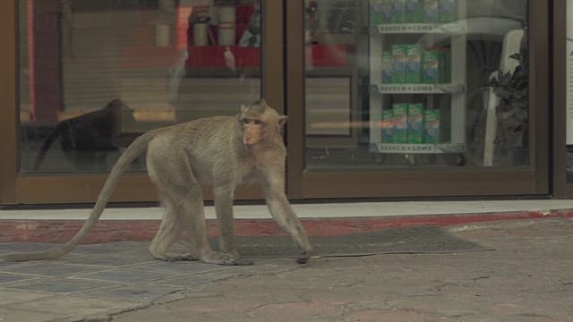 Monkeys Wandering the Streets During the Day