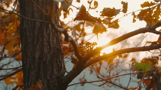 Sunset through the Leaves of a Tree