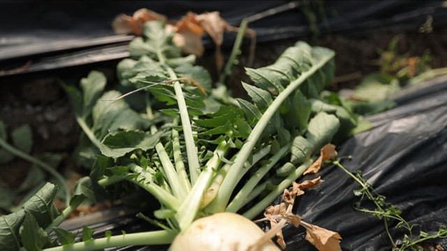 Freshly harvested radish in the field