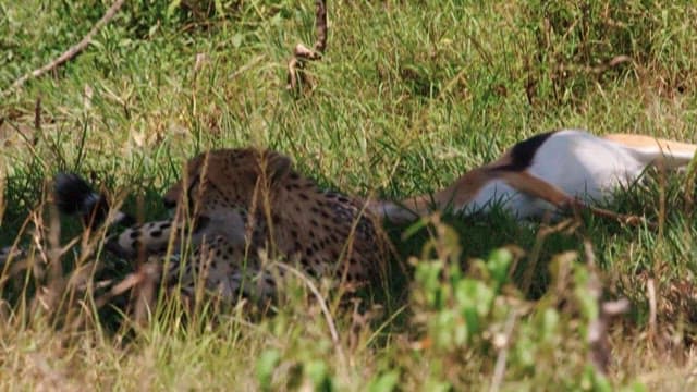 Cheetah Resting Beside Prey in Grassland