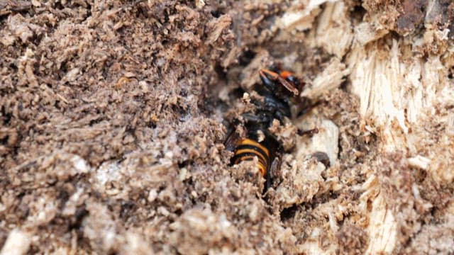 Detail of a hornet buried in the soil