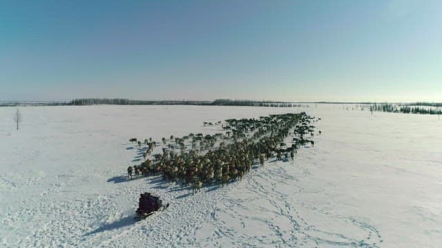 Herding Reindeer in a Snow-Covered Landscape