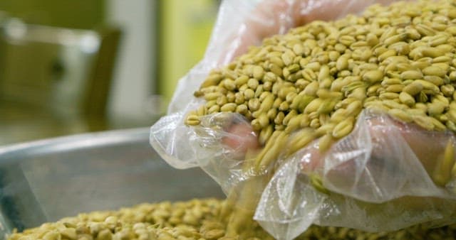 Hand Pouring Barley into a Stainless Steel Basin