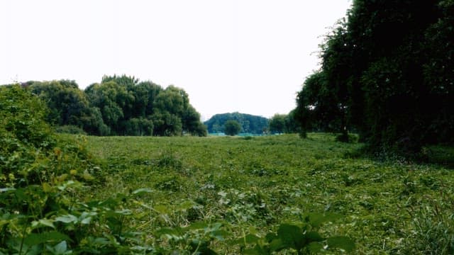 Scenic Green Meadow with Surrounding Trees