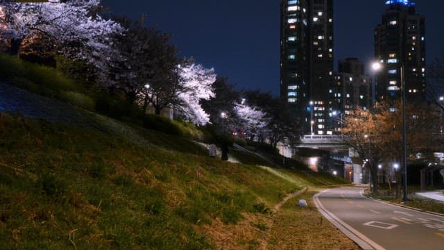Cherry blossoms along a city path at night
