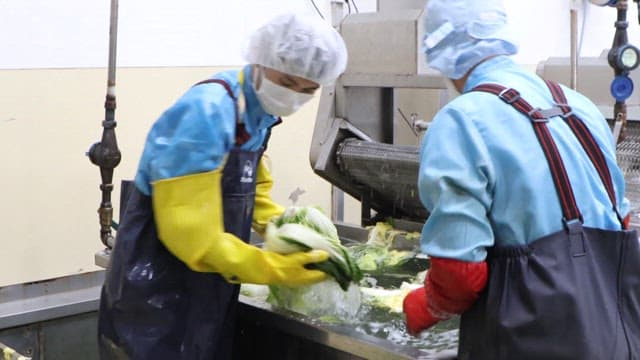 Workers Processing Cabbage in a Food Factory