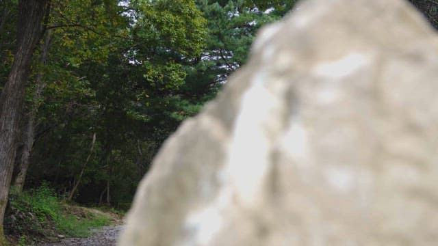 Serene Forest Path with Rocky Entrance