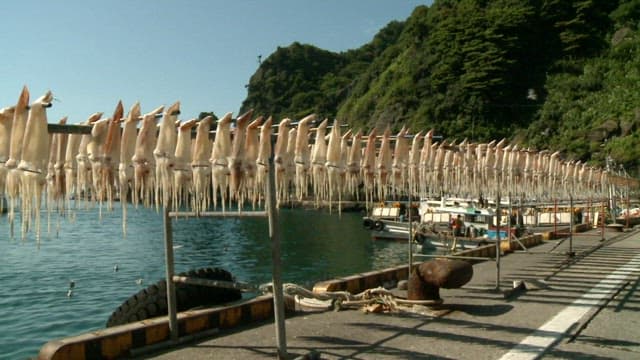 Drying Squids at Coastal Processing Area