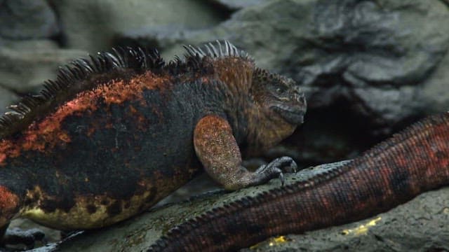 Marine iguanas resting on rocky shore