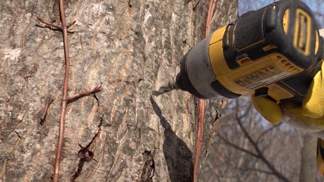 Sap coming out of a hole drilled into a wooden trunk