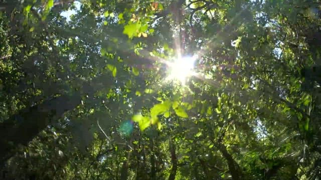 Sunlight Filtering Through Dense Forest Canopy