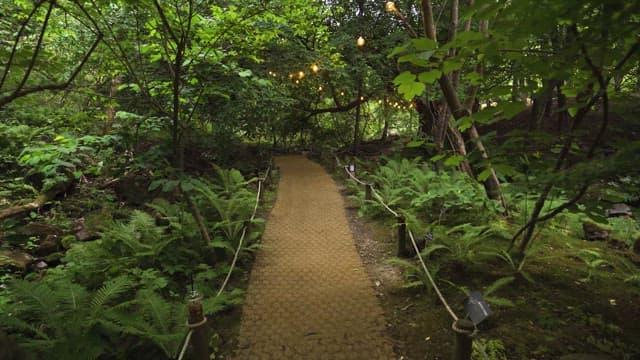 Serene Forest Path Illuminated by Hanging Lights