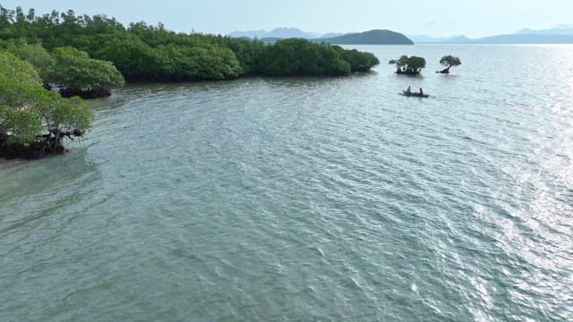 People kayaking near mangrove trees