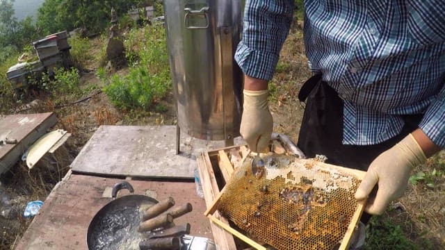 Beekeeper harvesting fresh honey
