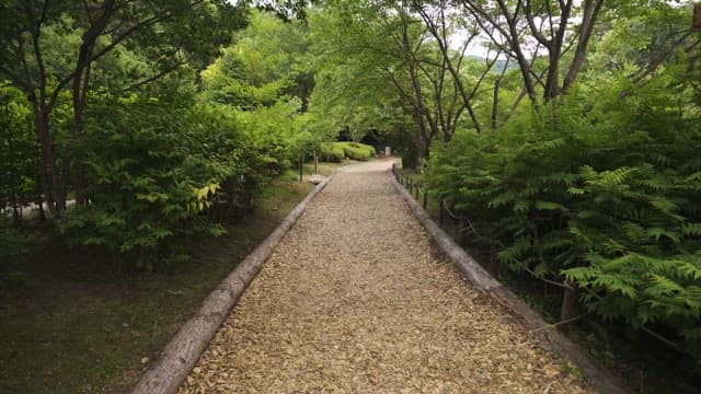 Serene Nature Path in Lush Green Park