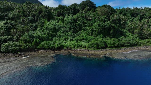Dense forest along a coastal shoreline