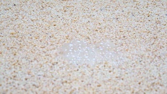 Surface of the fermenting yeast