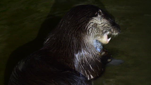 Otter eating a fish in the water at night