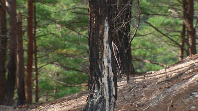 Tree trunk in forest with damage