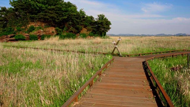 Wooden path through a grassy field