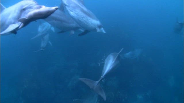 Mother dolphin swimming with her dead baby dolphin