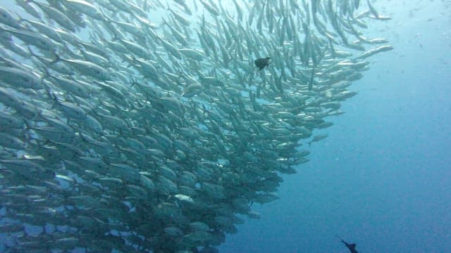 Large school of fish swimming underwater