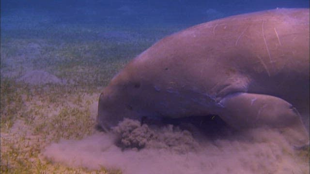 Dugong Grazing Seagrass on Ocean Floor