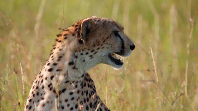 Cheetah Surveying the Savannah