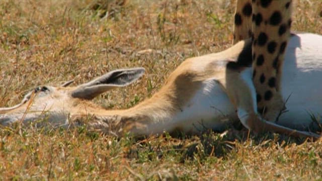 Cheetah with Its Captured Prey in the Savanna
