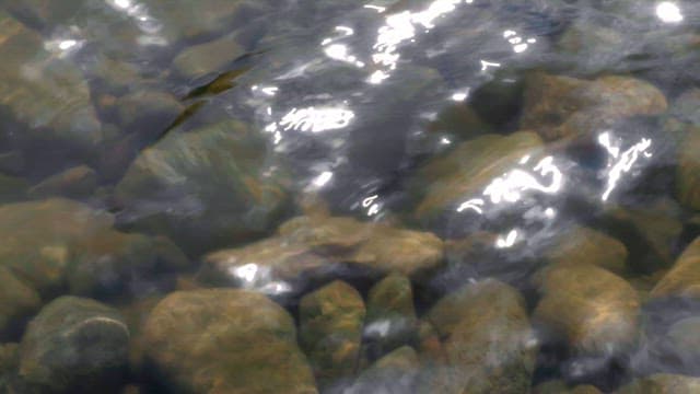 Sunlight reflecting on river rocks