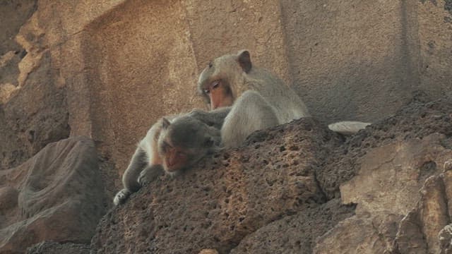 Monkeys Grooming Each Other on the Rocks