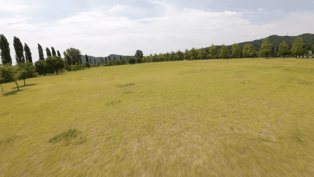 Spacious park with lush green trees