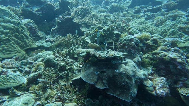 Fish swimming among vibrant corals