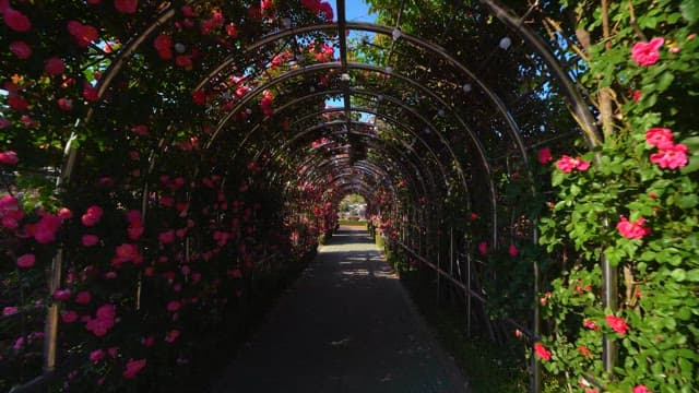 Walkway Lined with Blossoming Rose Arches