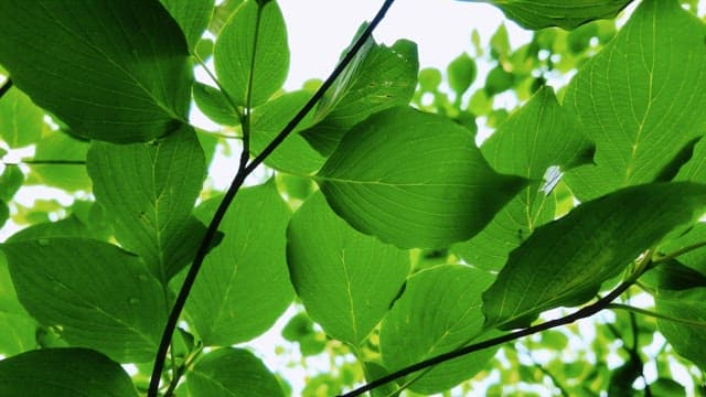 Fresh green leaves basking in sunlight
