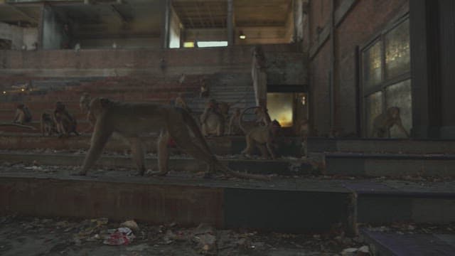 Monkeys Exploring an Abandoned Building