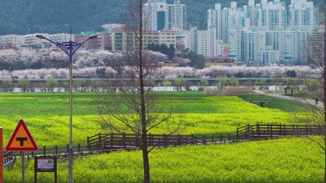 Cityscape with Blooming Trees and Green Fields